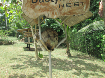 Stingless Bees